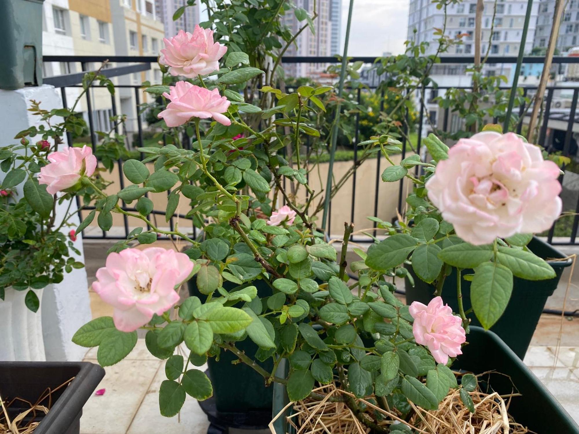 Homey Apartment 호치민 외부 사진
